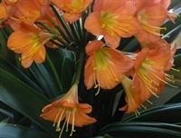 Photo Gallery